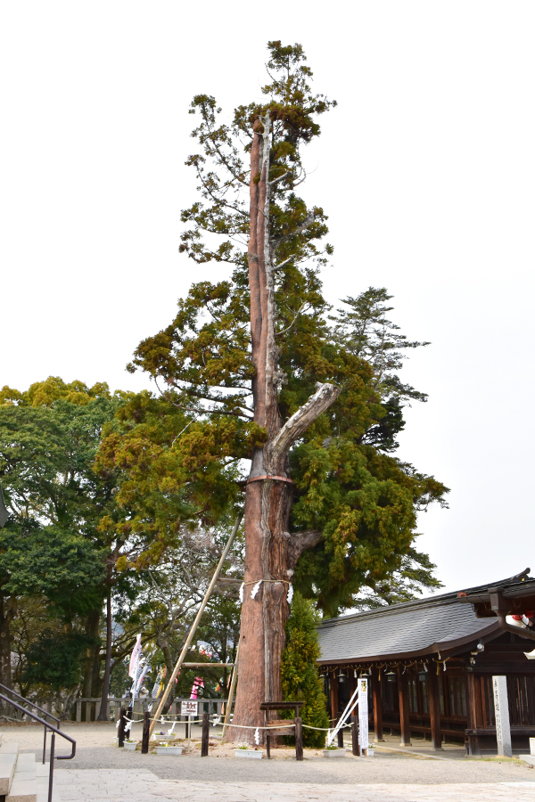 平安杉（へいあんすぎ）